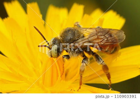 Closeup on a European blue-eyed cleptoparasite solitary bee, Epeoloides coecutiens on a yellow flower Closeup on a European blue-eyed cleptoparasite solitary bee, Epeoloides coecutiens on a yellow flower 110903391