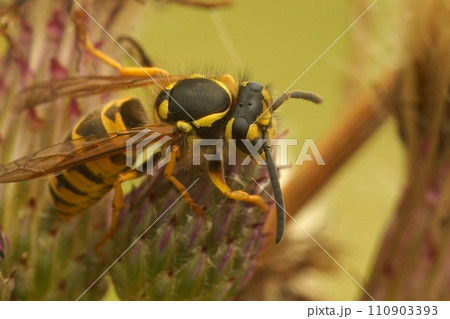 Closeup on European , German yellowjacket wasp, Vespula germanica sitting on a thistle Closeup on European , German yellowjacket wasp, Vespula germanica sitting on a thistle 110903393