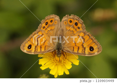 Closeup on a rare Wall Brown Butterfly, Lasiommata megera, nectaring on a yellow flower, Gard, France 110903449