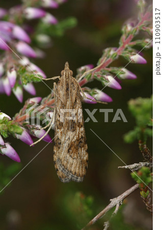 Vertical closeup on a European Rush veneer micro moth, Nomophila noctuella, Crambidae sitting in vegetation Vertical closeup on a European Rush veneer micro moth, Nomophila noctuella, Crambidae sitting in vegetation 110903517