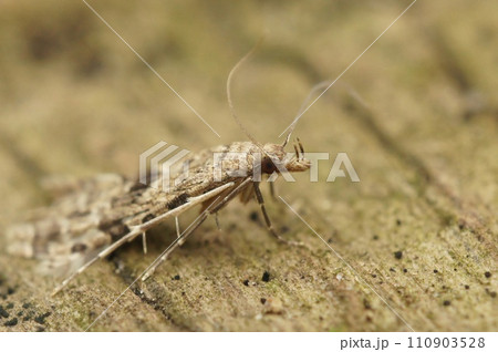 Closeup on the European many or twenty plume Moth, Alucita hexadactyla,sitting on wood with closed wings 110903528