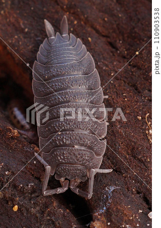 Vertical closeup on a common rough-skinned woodlouse, Porcellio scaber sitting on some rotten wood in the forest floor Vertical closeup on a common rough-skinned woodlouse, Porcellio scaber sitting on some rotten wood in the forest floor 110903538
