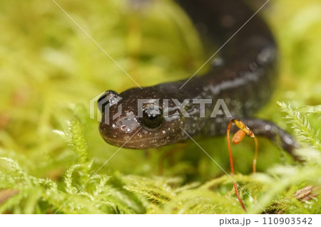 Closeup on a black adult of the endangered North-American Del Norte salamander, Plethodon elongatus on green moss Closeup on a black adult of the endangered North-American Del Norte salamander, Plethodon elongatus on green moss 110903542
