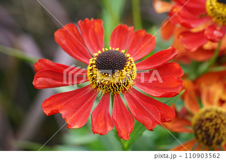 Closeup on a brilliant red sneezeweed,, Helenium autumnale flower in the garden Closeup on a brilliant red sneezeweed,, Helenium autumnale flower in the garden 110903562