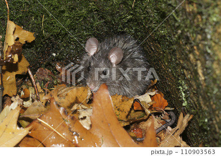 Closeup on a furry and wed black rat, Rattus rattus, hiding from the rain in the forest Closeup on a furry and wed black rat, Rattus rattus, hiding from the rain in the forest 110903563