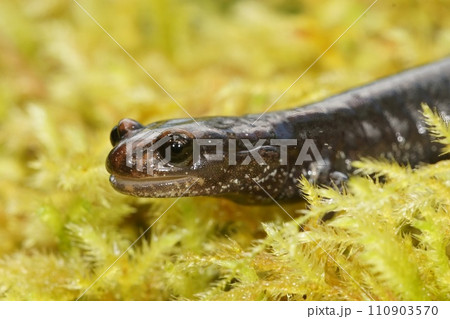 Closeup on a black adult of the endangered North-American Del Norte salamander, Plethodon elongatus in green moss Closeup on a black adult of the endangered North-American Del Norte salamander, Plethodon elongatus in green moss 110903570
