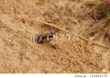 Closeup on a male of the endangered nycthemeral mining bee, Andrena nycthemera coming out of it's underground nest Closeup on a male of the endangered nycthemeral mining bee, Andrena nycthemera coming out of it's underground nest 110903579