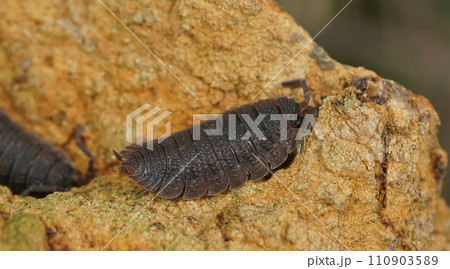 Closeup on a rough woodlouse, Porcellio scaber from Oergon, USA 110903589