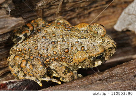 Closeup on beautiful brass colored juvenile of Anaxyrus boreas, Western toad in Northern California sitting on redwood 110903590