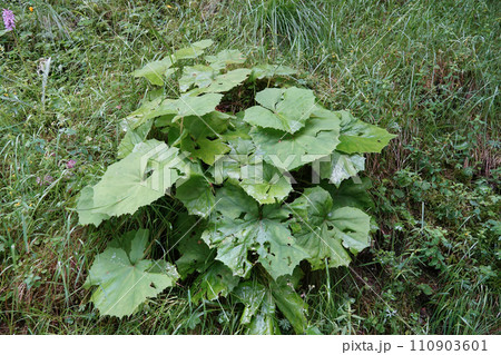 Closeup on an Austrian white butterbur wildflower, Petasites albus growing along a roadsite 110903601