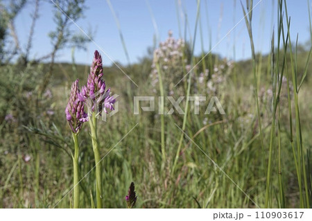 Closeup on the purple flower of the Eurropean perennial herbaceous Pyramidal Orchid, Anacamptis pyramidalis 110903617