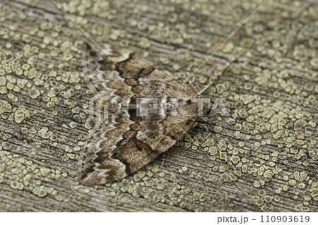 Closeup on the Spruce carpet, Thera variata , with spread wings on wood Closeup on the Spruce carpet, Thera variata , with spread wings on wood 110903619
