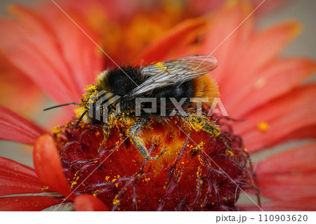 Closeup on a red-tailed bumblebee, Bombus lapidarius with yellow pollen on a bright red Gallardia flower Closeup on a red-tailed bumblebee, Bombus lapidarius with yellow pollen on a bright red Gallardia flower 110903620