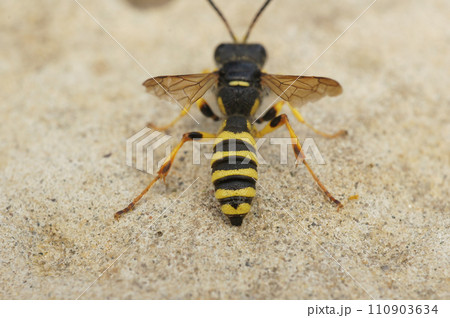 Dorsal closeup on a Sand Tailed Digger Wasp , Cerceris arenaria sitting on a stone Dorsal closeup on a Sand Tailed Digger Wasp , Cerceris arenaria sitting on a stone 110903634