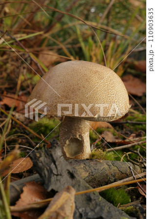 Closeup on a Leccinum variicolor boletus mushroom 110903635