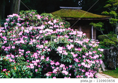 シャクナゲの花が咲く金剛三昧院(経蔵) 【和歌山県高野町】 シャクナゲの花が咲く金剛三昧院(経蔵) 【和歌山県高野町】 110903656