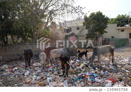 Animals in trash heap in in Jaipur, Rajasthan, India 110903708