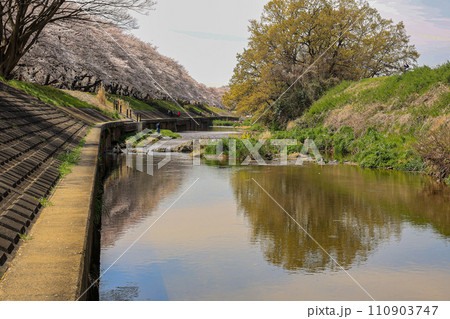 川沿いの土手に満開の桜 川沿いの土手に満開の桜 110903747