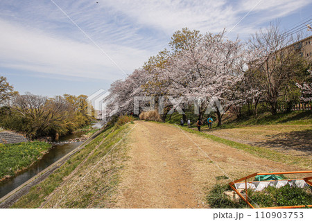 川沿いの土手に満開の桜 川沿いの土手に満開の桜 110903753