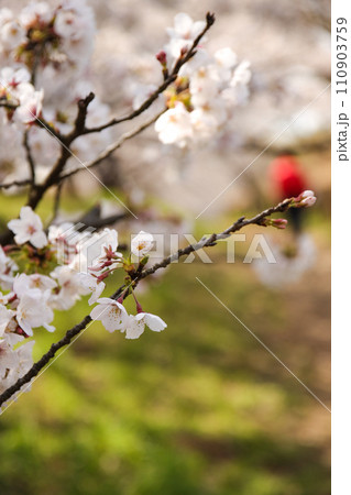 川沿いの土手に満開の桜 川沿いの土手に満開の桜 110903759
