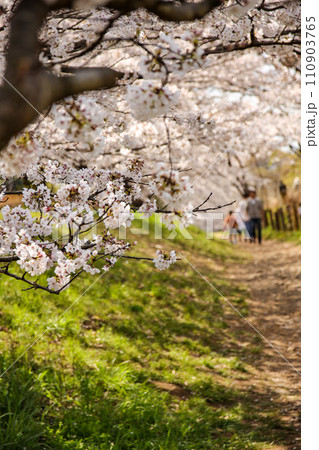 川沿いの土手に満開の桜 川沿いの土手に満開の桜 110903765
