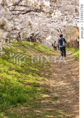 川沿いの土手に満開の桜 110903766