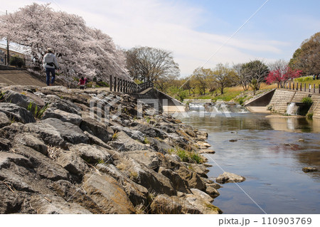 川沿いの土手に満開の桜 川沿いの土手に満開の桜 110903769