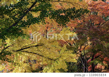 紅葉の中島公園 110903834