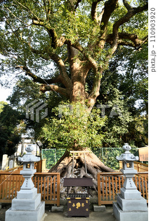 和泉國一之宮 大鳥大社(御神木 根上りの大楠) 【大阪府堺市】 和泉國一之宮 大鳥大社(御神木 根上りの大楠) 【大阪府堺市】 110903920
