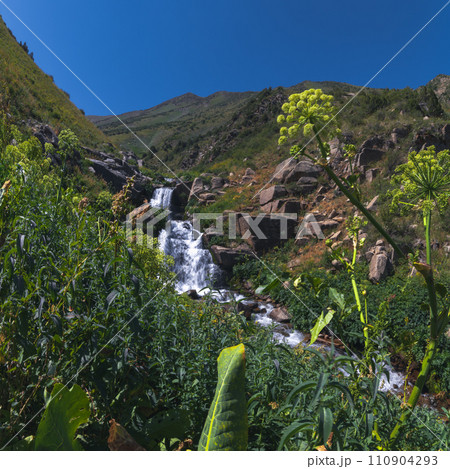 mountain river with cascades of waterfalls in field in gorge in summer. Kaskasu Gorge in Kazakhstan 110904293