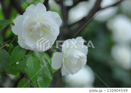 花の女王 花の女王 110904549