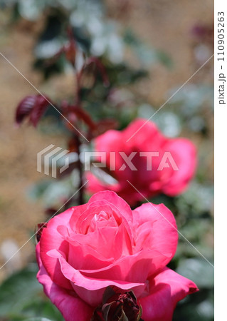 花の女王 花の女王 110905263