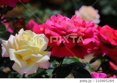 花の女王 110905264