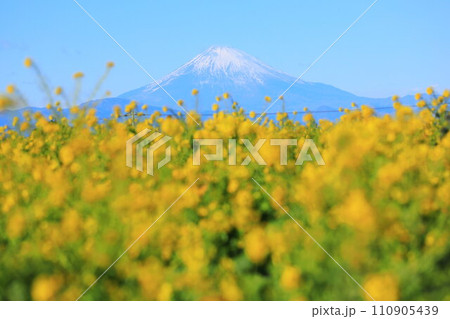 長井海の手公園ソレイユの丘 菜の花と富士山 長井海の手公園ソレイユの丘 菜の花と富士山 110905439