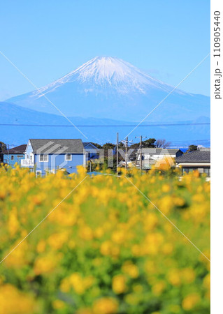 長井海の手公園ソレイユの丘　菜の花と富士山 110905440