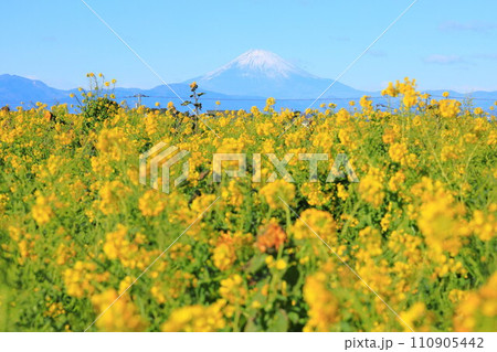 長井海の手公園ソレイユの丘　菜の花と富士山 110905442