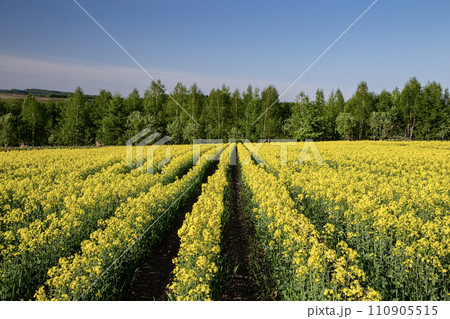 菜の花の大地 菜の花の大地 110905515
