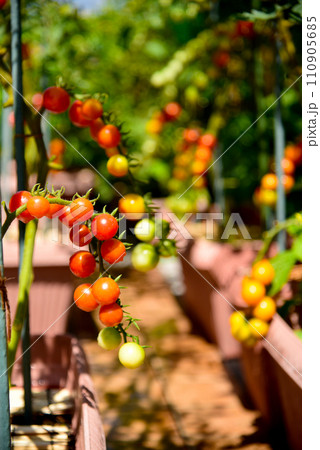 プランターで夏野菜栽培中　ルーフバルコニーでおしゃれな家庭菜園 110905685