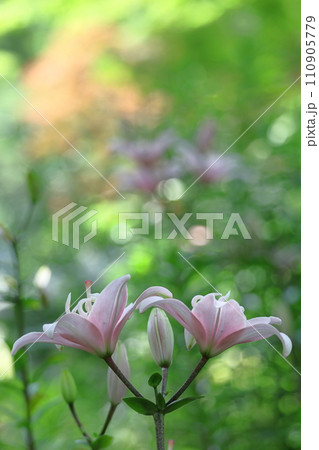 純潔を象徴する花 110905779