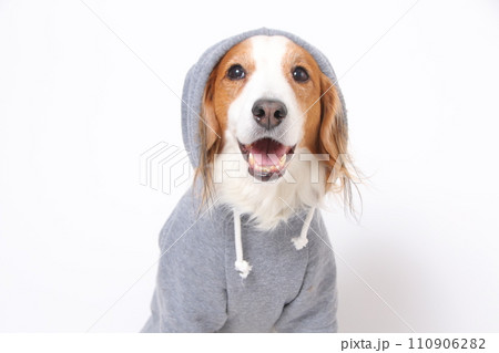 グレーの洋服を着て帽子をかぶる笑顔のコーイケルホンディエ グレーの洋服を着て帽子をかぶる笑顔のコーイケルホンディエ 110906282