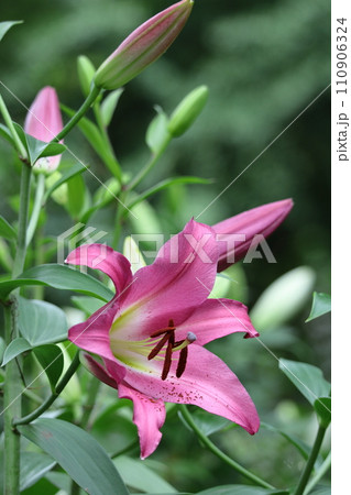 純潔を象徴する花 110906324