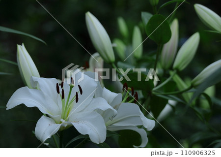 純潔を象徴する花 純潔を象徴する花 110906325