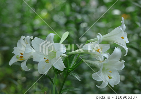 純潔を象徴する花 純潔を象徴する花 110906337