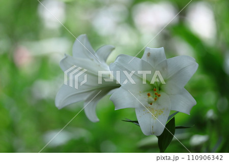 純潔を象徴する花 純潔を象徴する花 110906342