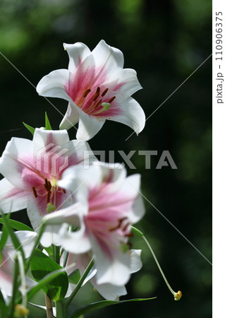 純潔を象徴する花 純潔を象徴する花 110906375