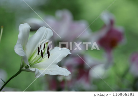 純潔を象徴する花 純潔を象徴する花 110906393