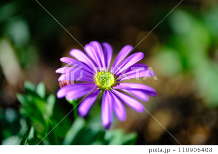 紫色の可愛いブラキスコメの花びら 110906408