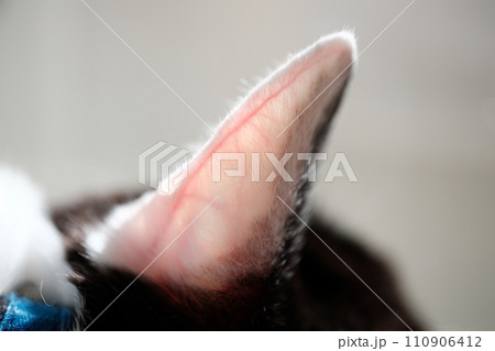 猫の耳の血管 110906412