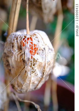 枯れて穴の空いたホオズキ 110906413