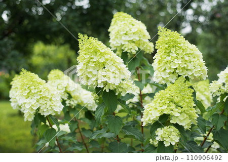 Paniculate hydrangea variety Polar Bear with beautiful white and light green inflorescences in summer in the garden Paniculate hydrangea variety Polar Bear with beautiful white and light green inflorescences in summer in the garden 110906492